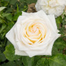 Роза чайно-гибридная Уайт Охара Садовита