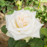 Роза чайно-гибридная Уайт Охара Садовита