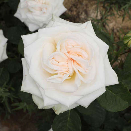 Роза чайно-гибридная Уайт Охара Садовита