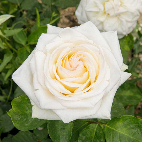 Роза чайно-гибридная Уайт Охара Садовита