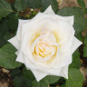 Роза чайно-гибридная Уайт Охара Садовита