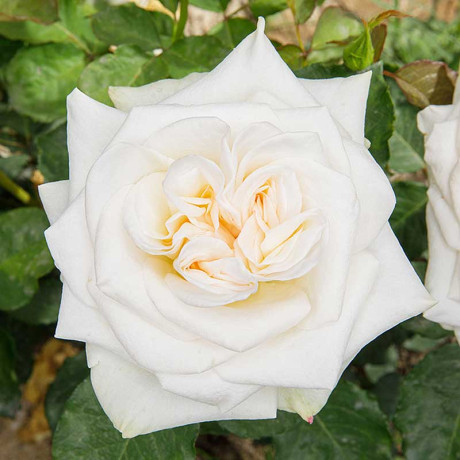 Роза чайно-гибридная Уайт Охара Садовита