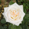 Роза чайно-гибридная Уайт Охара Садовита