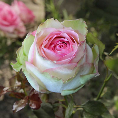 Роза чайно-гибридная Эсперанс Садовита