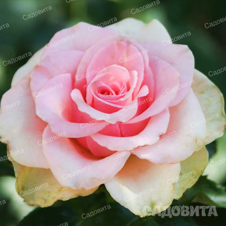 Роза чайно-гибридная Эсперанс Садовита