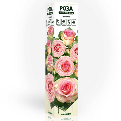 Роза чайно-гибридная Эсперанс Садовита