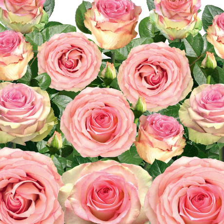 Роза чайно-гибридная Эсперанс Садовита