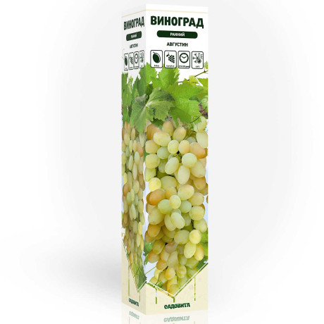 Виноград Августин ранний Садовита