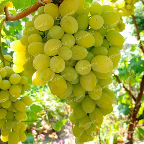 Виноград Августин ранний Садовита