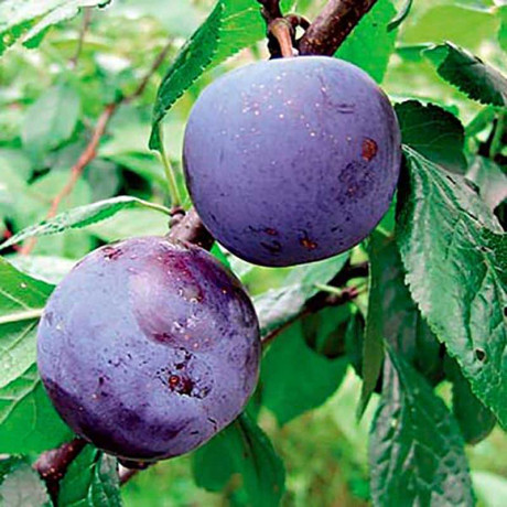 Слива Ренклод Советский Садовита