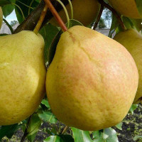 Груша Память Анзина Садовита