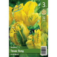 Тюльпан Техас Голд 11/12 3 шт