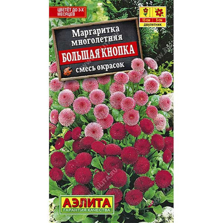 Маргаритка Большая кнопка Аэлита Ц