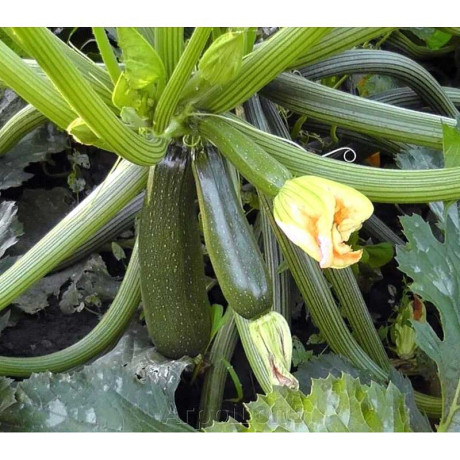 Кабачок Аэронавт "Кольчуга" НК