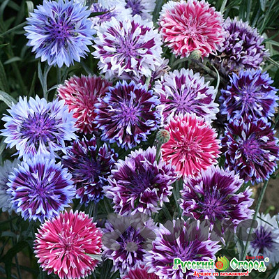 Василек Фрости Микс НК Ц