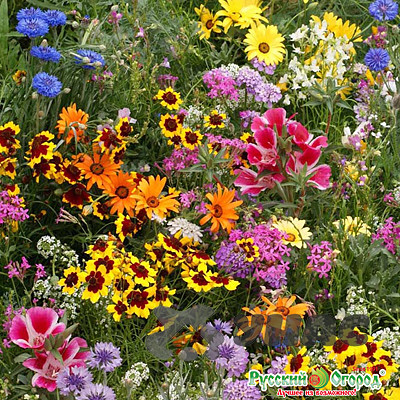 Газон Солнечная долина цветущий НК Ц