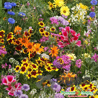 Газон Солнечная долина цветущий НК Ц