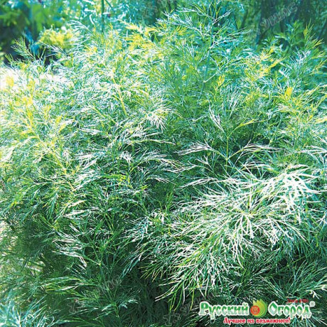 Укроп Витязь (200 New) НК Ц