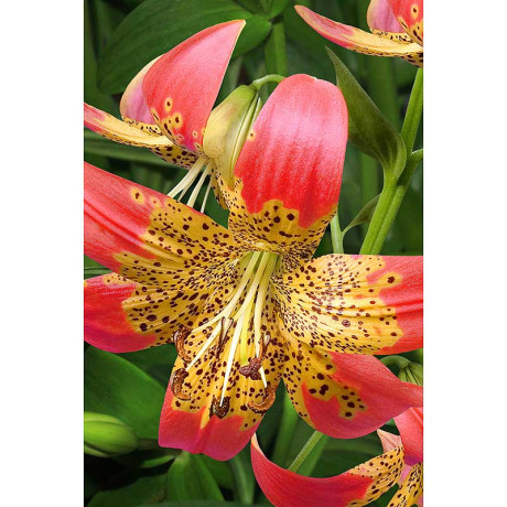 Лилия Фьюжн 12/14 2 шт Садовита