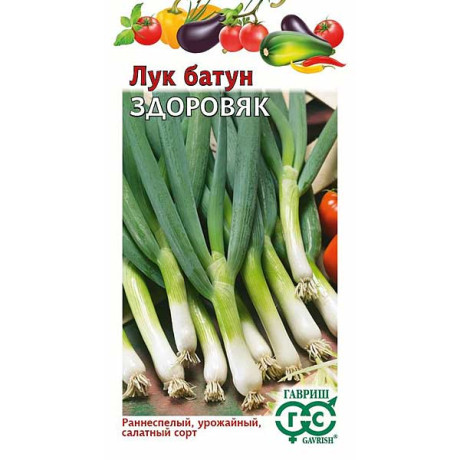Лук батун Здоровяк Гавриш Ц