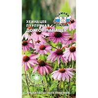 Эхинацея Доктор Панацея Седек Ц