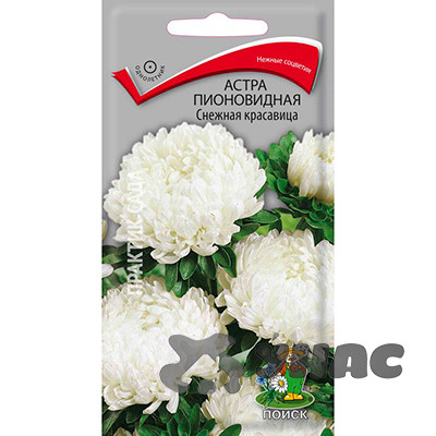 Астра Снежная красавица Поиск Ц