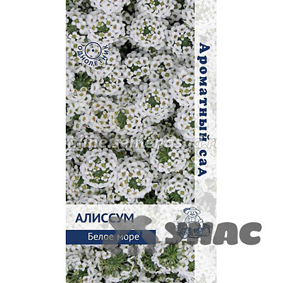 Алиссум Белое море Поиск Ц