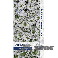 Алиссум Белое море Поиск Ц