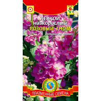 Левкой Розовый Гном низкоросл. Плазма Ц