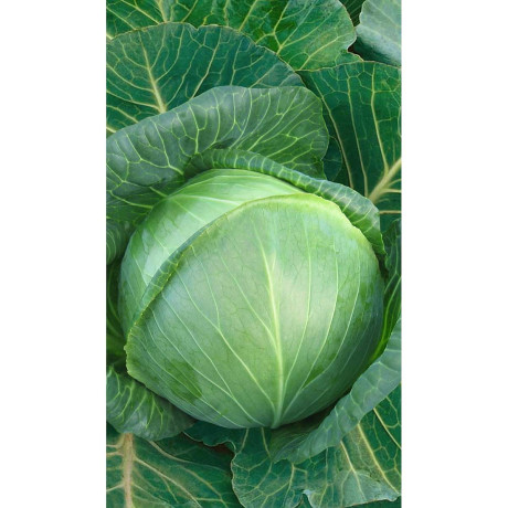 Капуста Циклоп белокочанная F1 10 шт Sakata/Садовита Ц