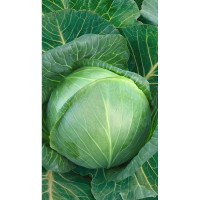 Капуста Циклоп белокочанная F1 10 шт Sakata/Садовита Ц
