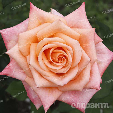 Роза чайно-гибридная Седукцион Садовита