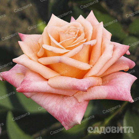 Роза чайно-гибридная Седукцион Садовита