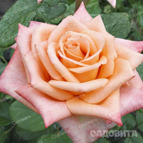 Роза чайно-гибридная Седукцион Садовита