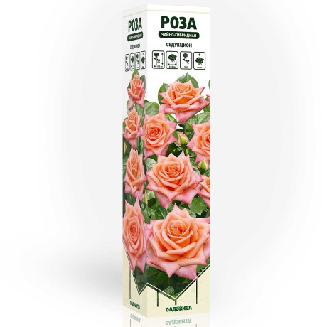 Роза чайно-гибридная Седукцион Садовита