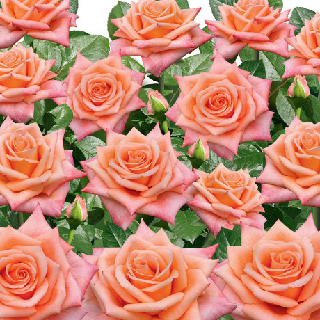 Роза чайно-гибридная Седукцион Садовита