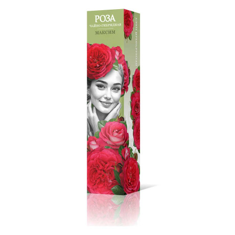 Роза чайно-гибридная Максим Садовита