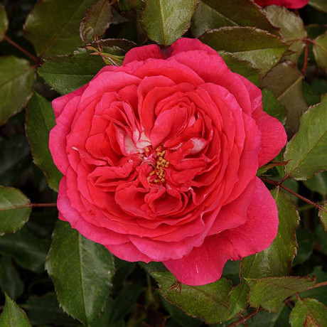 Роза чайно-гибридная Максим Садовита