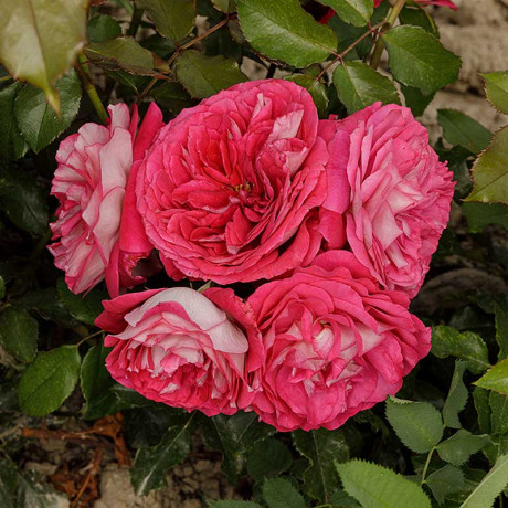 Роза чайно-гибридная Максим Садовита