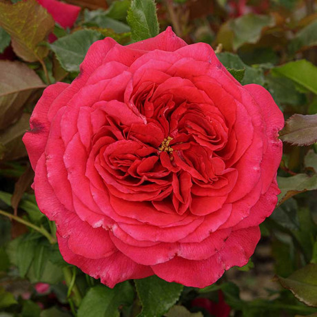 Роза чайно-гибридная Максим Садовита