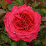 Роза чайно-гибридная Максим Садовита