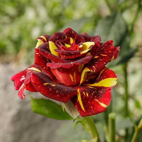 Роза флорибунда Абракадабра Садовита