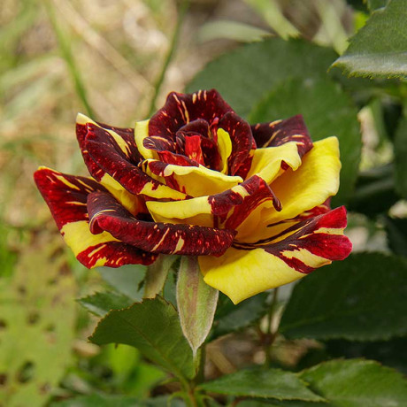 Роза флорибунда Абракадабра Садовита