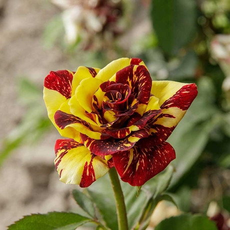 Роза флорибунда Абракадабра Садовита