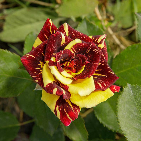 Роза флорибунда Абракадабра Садовита