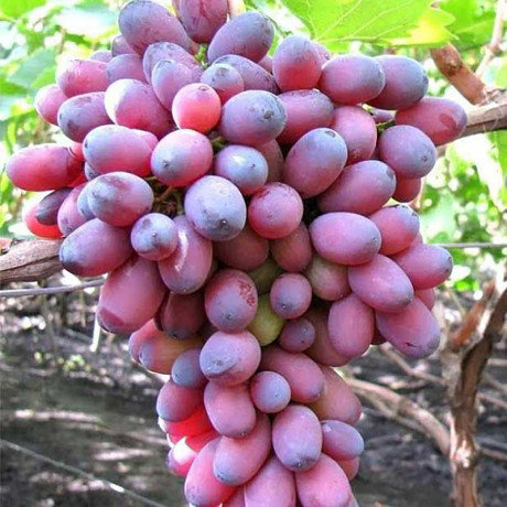 Виноград Аметистовый сверхранний Садовита