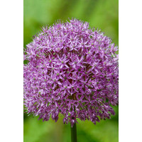 Лук Декор. Глоубмастер 18/20 1 шт Садовита