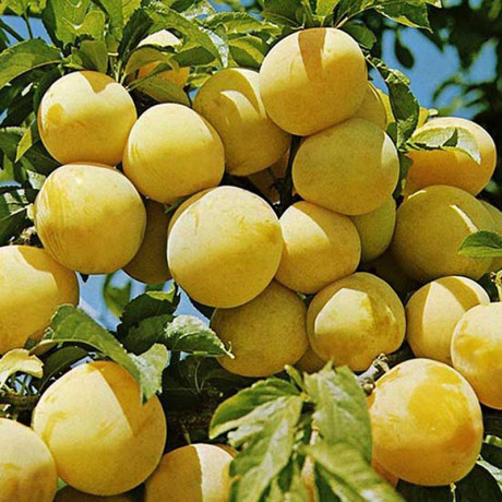 Слива Светлячок Садовита