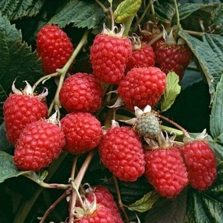 Малина Таруса штамбовая Садовита