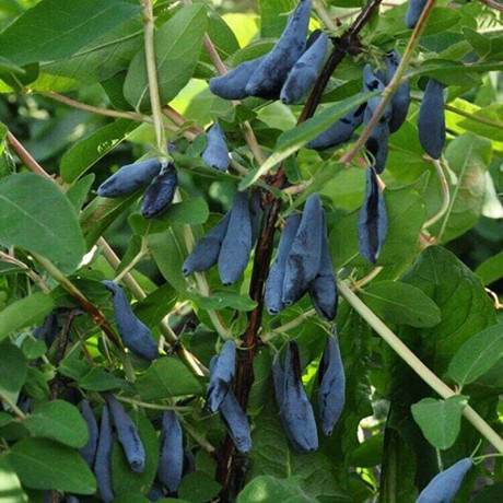 Жимолость Калипсо Садовита